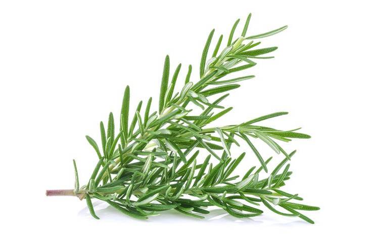 Fresh Rosemary for pizza topping