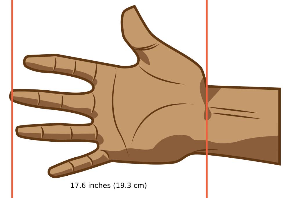 Average size adult human hand